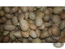 MANDORLE NATURALI  TUONO A GUSCIO 100 GR