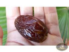DATTERI NATURALI MEDJOUL 100 GR