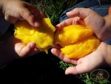 MANGO SELVATICO 1 KG