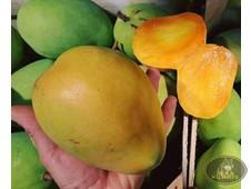 MANGO SICILIANO 1 pezzo